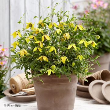 Clematis tangutica Little Lemons - Clematide