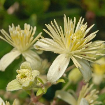 Clematis vitalba - Clematide