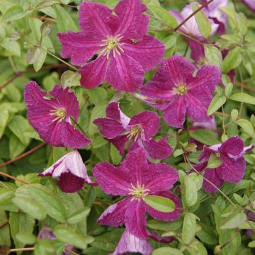 Clematis viticella Abundance - Clematide