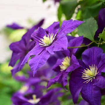 Clematis viticella Aotearoa - Clematide