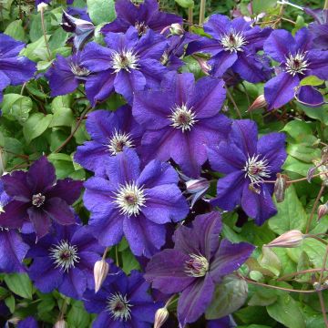 Clematis Happy Birthday - Clematide