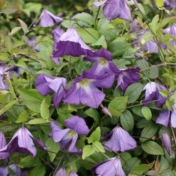 Clematis Little Bas - Clematide