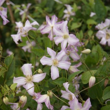 Clematis Little Nell - Clematide