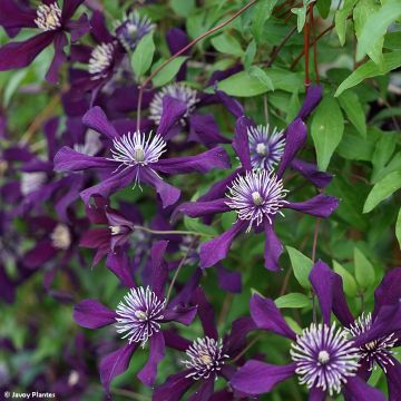 Clematis Panther - Clematide