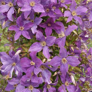 Clematis viticella Sunny Sky - Clematide