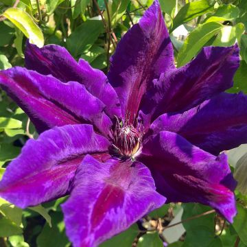 Clematis Wildfire - Clematide