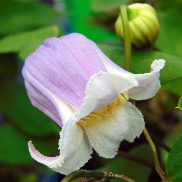 Clematis Annabella - Clematide