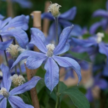 Clematis Arabella - Clematide