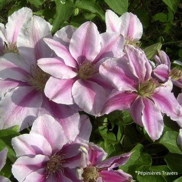 Clematis Bee's Jubilée - Clematide