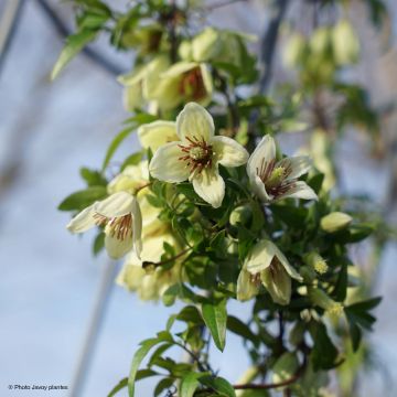 Clematis napaulensis Christmas Surprise - Clematide