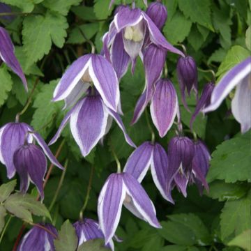 Clematis Blue Eclipse - Clematide