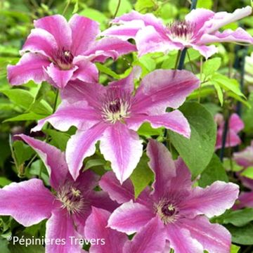 Clematis Carnaby - Clematide