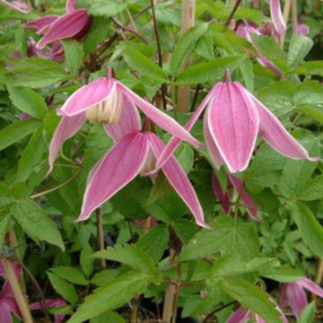 Clematis Columella - Clematide