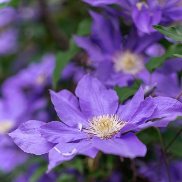 Clematis Couronne Royale - Clematide