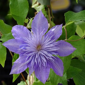 Clematis Crystal Fountain - Clematide