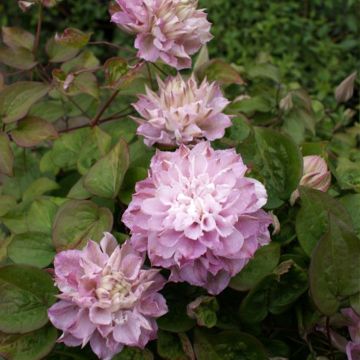 Clematis Dancing Smile - Clematide