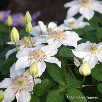 Clematis Destiny - Clematide