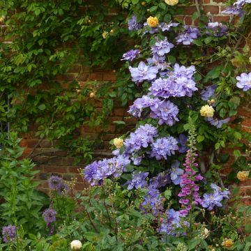 Clematis Diamantina - Clematide