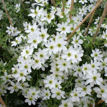 Clematis Early Sensation - Clematide