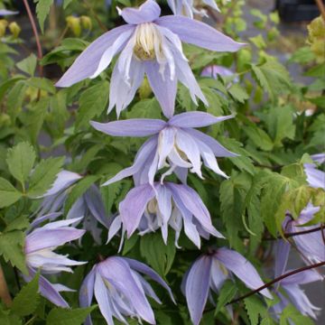 Clematis Eximia - Clematide