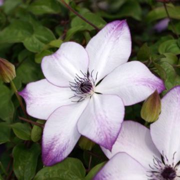 Clematis florida Fond Memories - Clematide