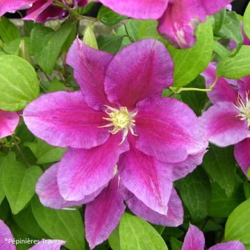 Clematis Hania - Clematide