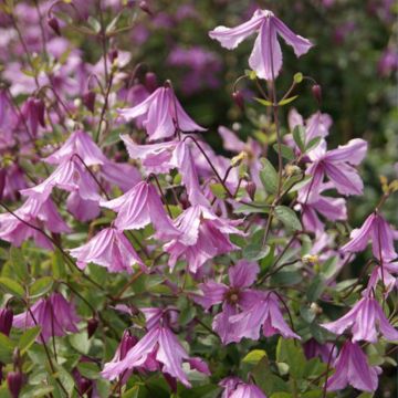 Clematis Hendryetta - Clematide