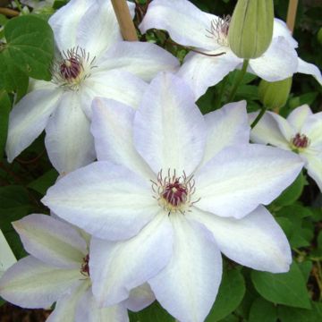 Clematis Ivan Olsson - Clematide