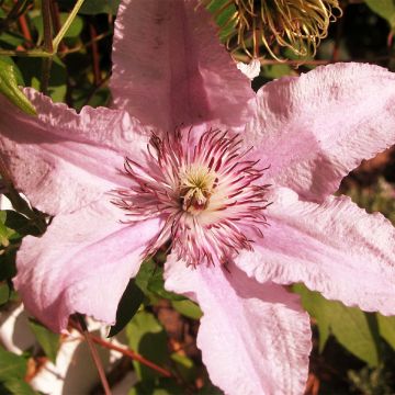 Clematis Marmori - Clematide