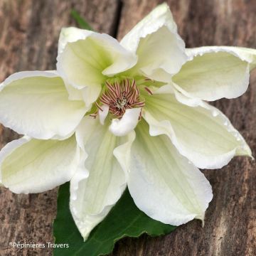 Clematis Mrs. Georges Jackman - Clematide