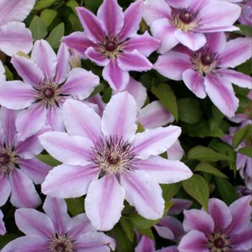 Clematis lanuginosa Nelly Moser - Clematide