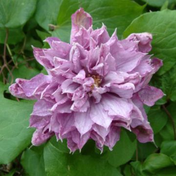 Clematis Proteus - Clematide