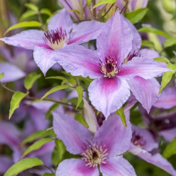 Clematis Proud Mary - Clematide