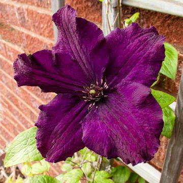 Clematis Rasputin - Clematide