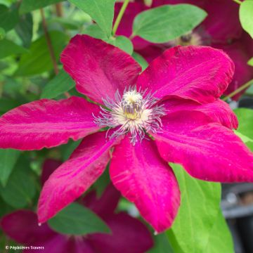 Clematis Solidarnosc - Clematide