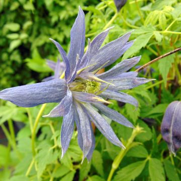 Clematis Spiky - Clematide