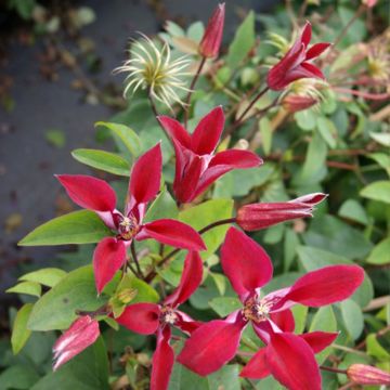 Clematis texensis Gravetye Beauty - Clematide