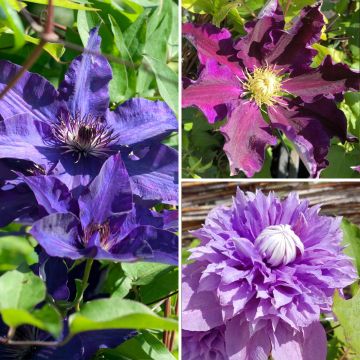 Clematis Mix Blue - Clematide