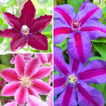 Clematis Mix Red - Clematide