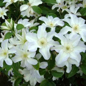 Clematis Yukikomachi - Clematide