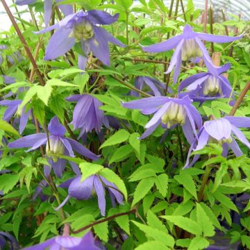 Clematis alpina - Clematide alpina