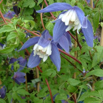 Clematis Francis Rivis - Clematide