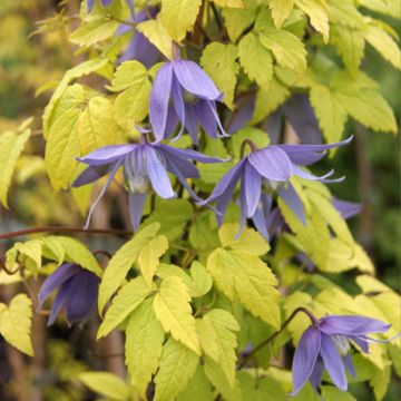 Clematis Stolwijk Gold - Clematide