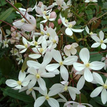 Clematis armandii Apple Blossom