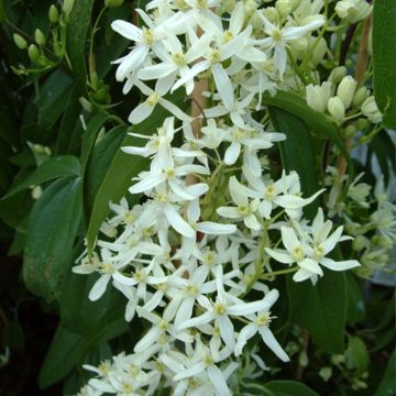 Clematis armandii Little White Charm