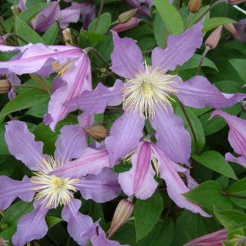 Clematis East River - Clematide