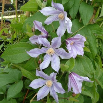 Clematis Clematis River Star - Clematide