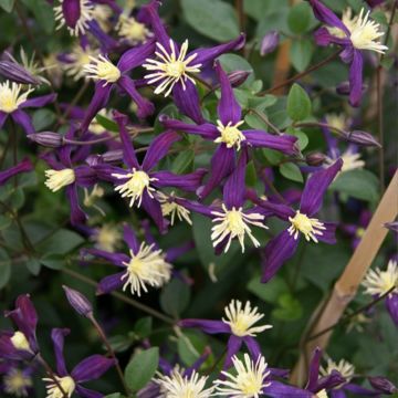 Clematis flammula Aromatica - Clematide fiammola