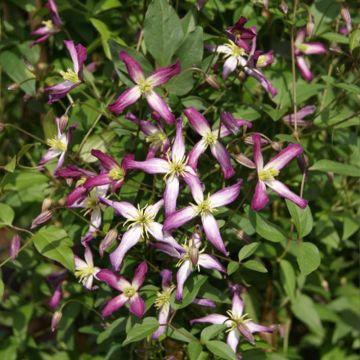 Clematis Rubromarginata - Clematide