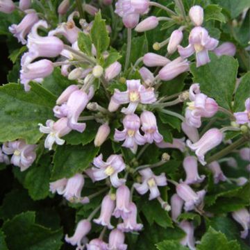 Clematis heracleifolia Pink Dwarf - Clematide